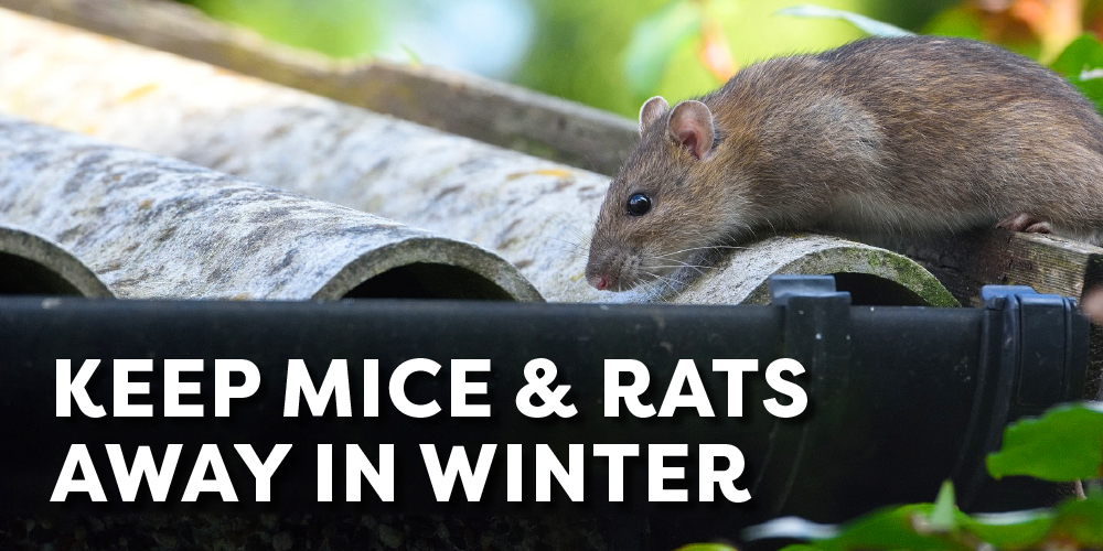 All-Natural Rat Poison Recipes  Rat poison, Homemade rat poison, Diy  mice repellent