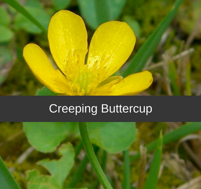 picture of miniataure buttercup weed