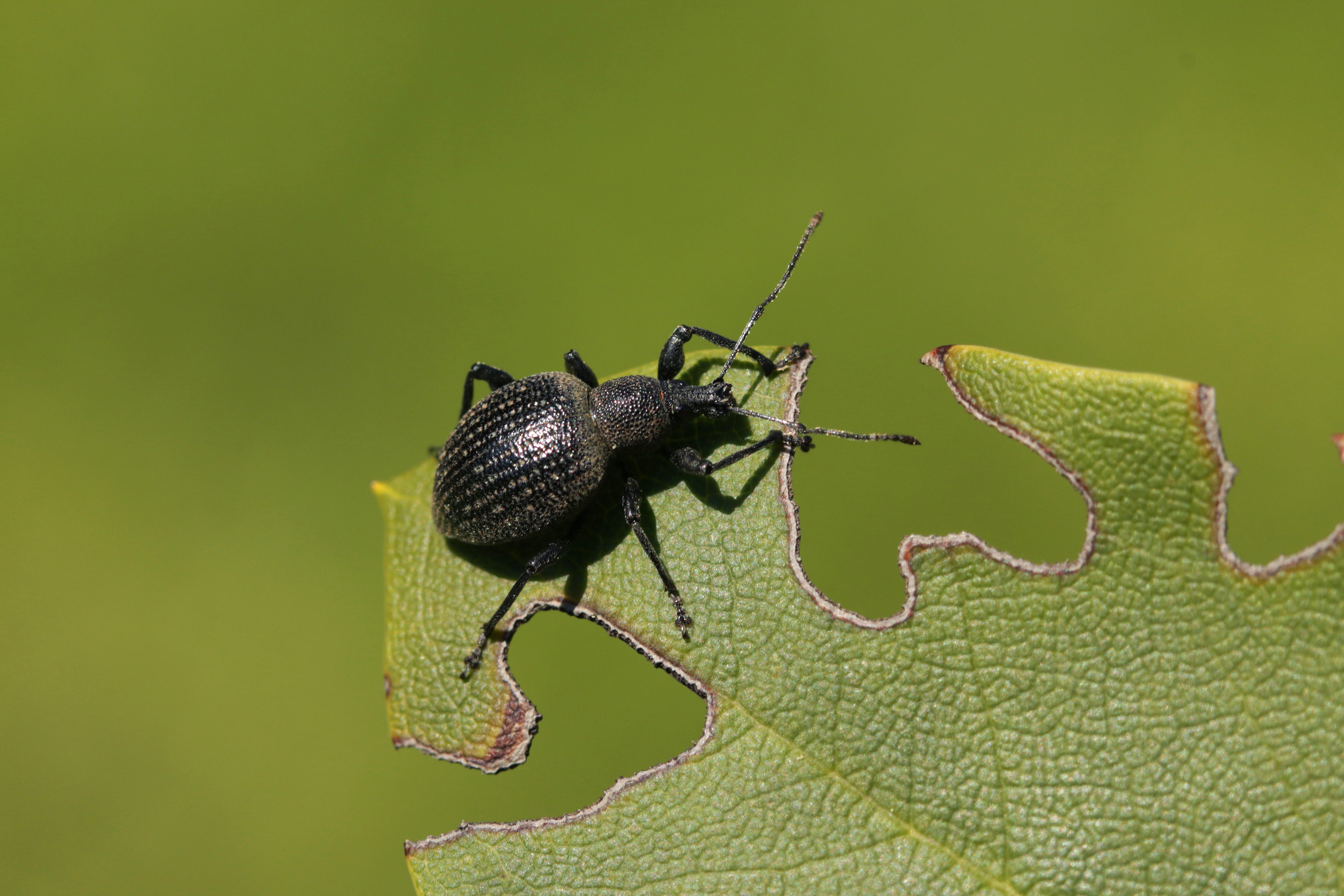 Nemasys L Nematode Control For Black Vine Weevil