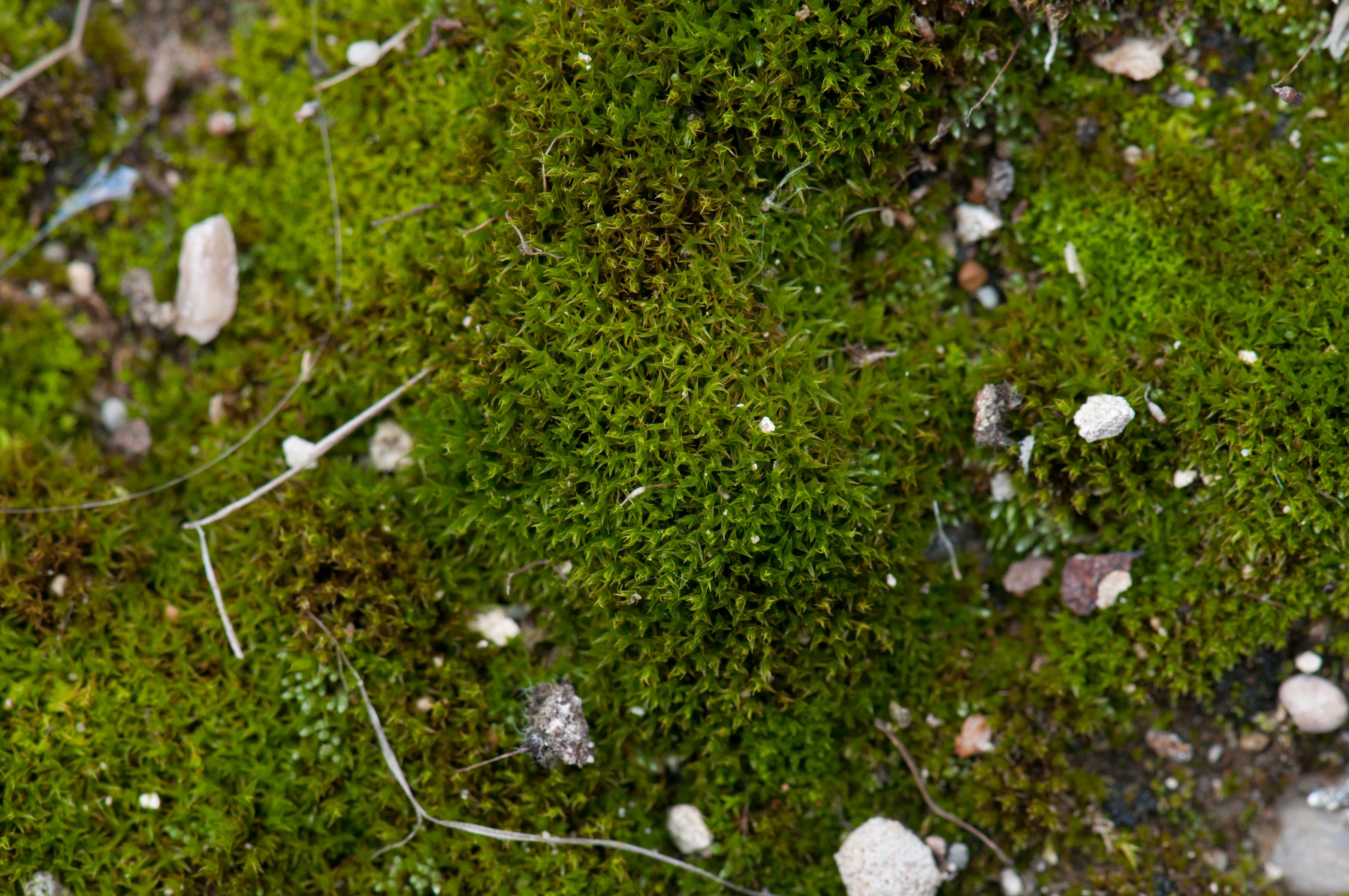 Lawn Moss Scientific Name